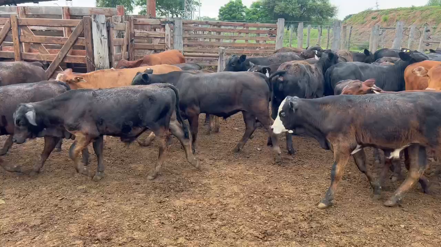 Lote 75 Terneros/as en Sáenz Peña, Chaco