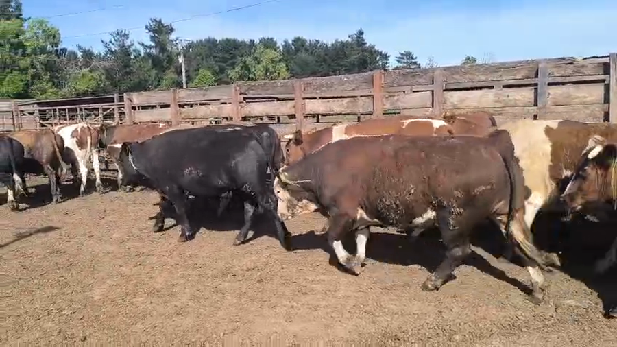 Lote 20 Novillo Gordo en Los Ángeles, VIII Región Biobío