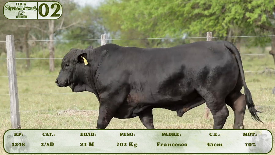 Lote LOTE 2