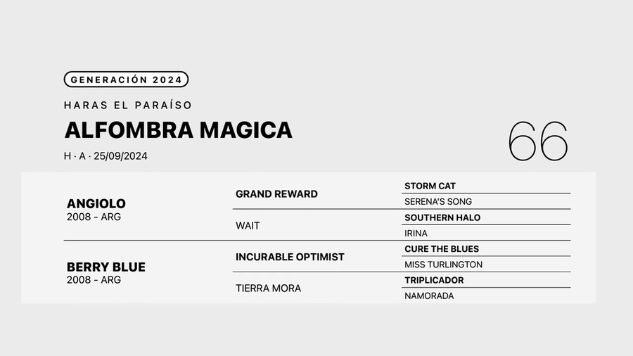 Lote ALFOMBRA MAGICA