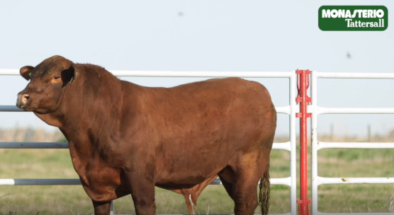 Lote TOROS GENERALES, CONTROLADOS Y REGISTRADOS