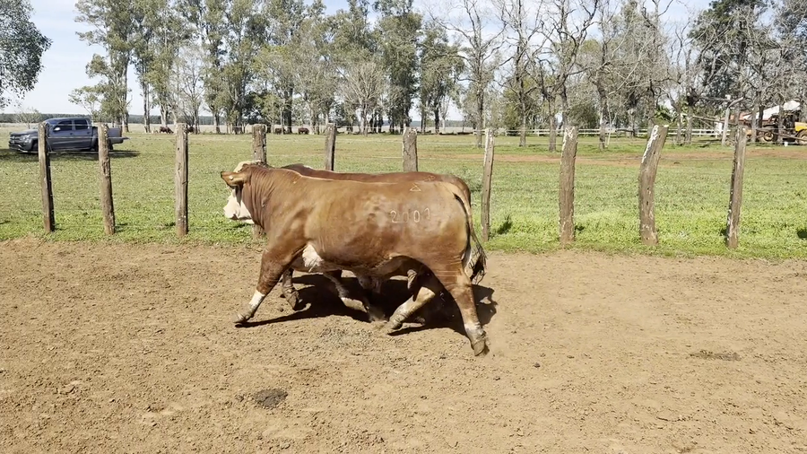 Lote Toros Braford de "San Simon"