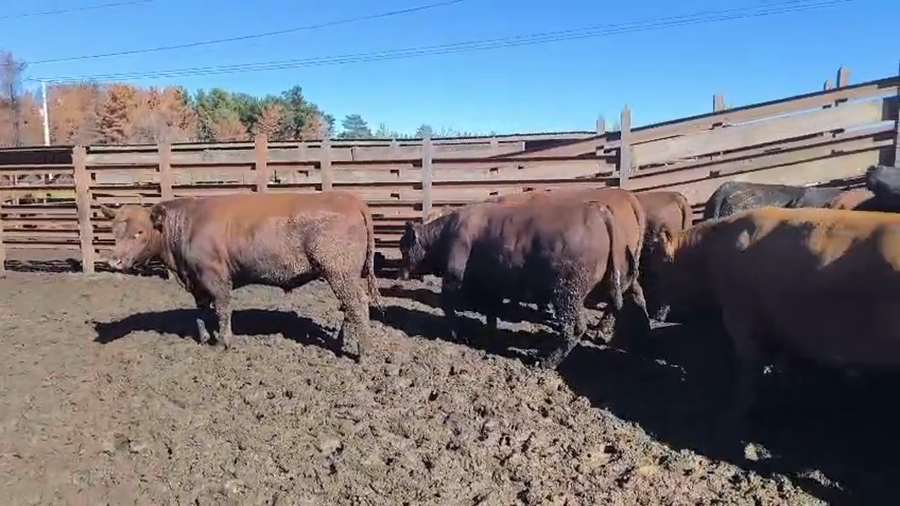 Lote 20 Novillo Gordo en Los Ángeles, VIII Región Biobío