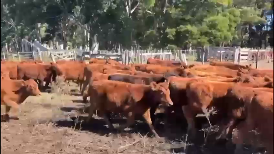 Lote 120 Terneros en Castelli, Buenos Aires