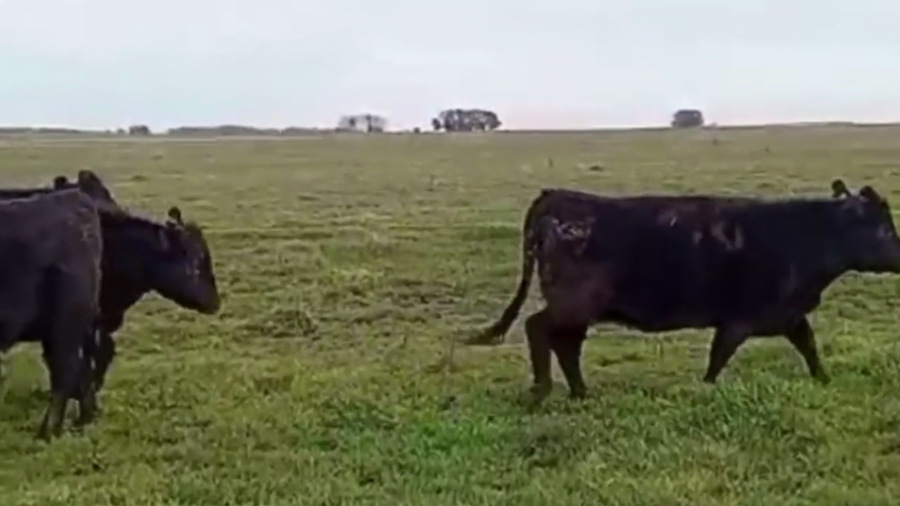 Lote 43 VAQ. PREÑADAS, EN BENITO JUAREZ, BS. AS.