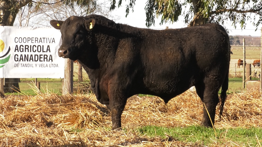 Lote TOROS PUROS POR CRUZA