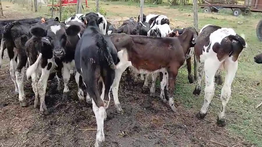 Lote 14 Terneros a remate en Pantalla Camy, San José