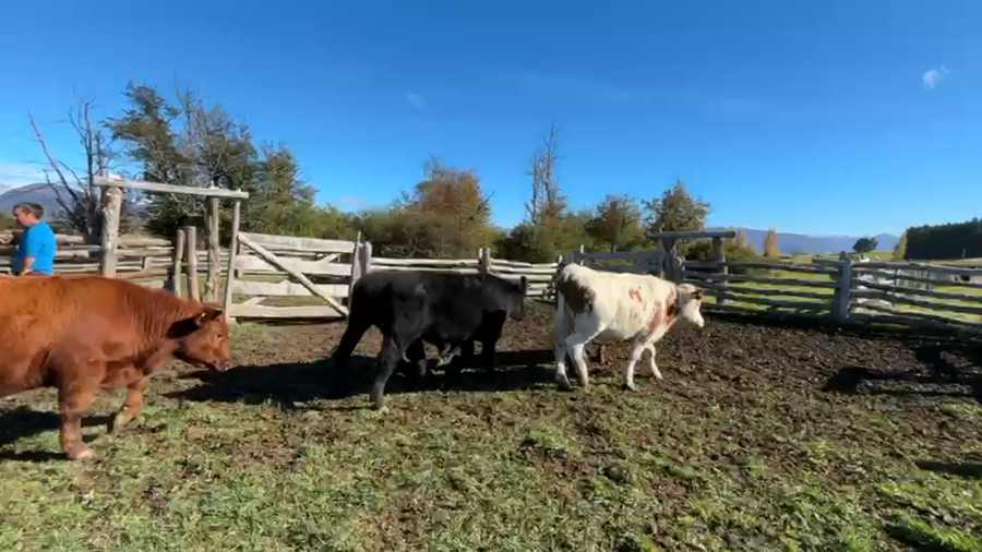 Lote 27 Novillo Engorda en XI Región Aysén, Coyhaique