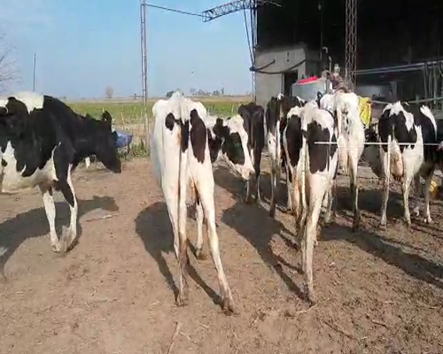 Lote VACAS EN ORDEÑE 3 DANTE ALBRECHT