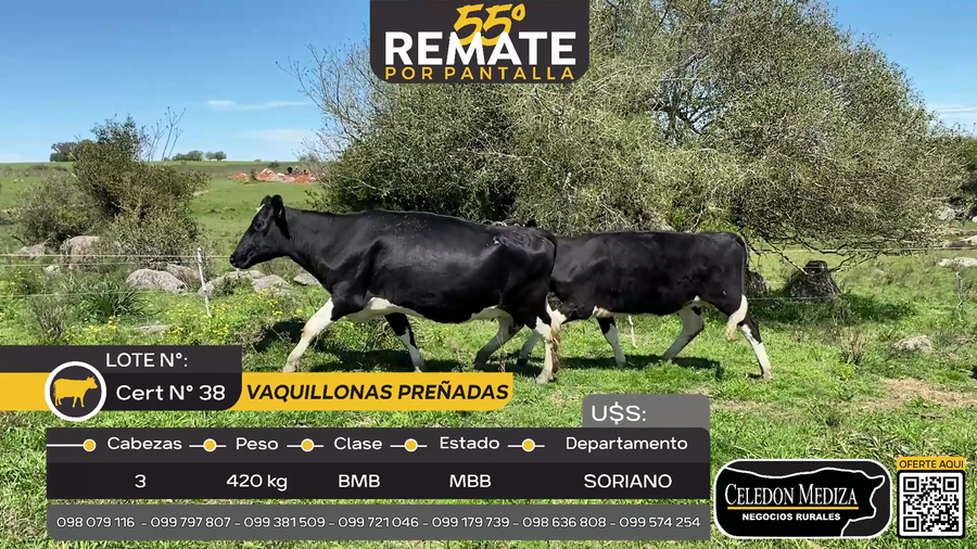 Lote 3 Vaquillonas Preñadas en Piedra Chata, a 20 km de Cardona Soriano