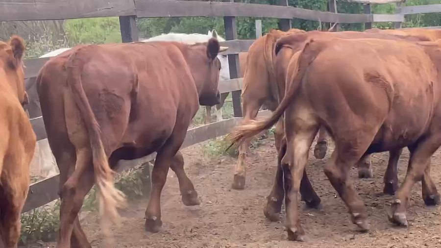 Lote 55 Novillo Engorda en Litueche, VI Región O'Higgins