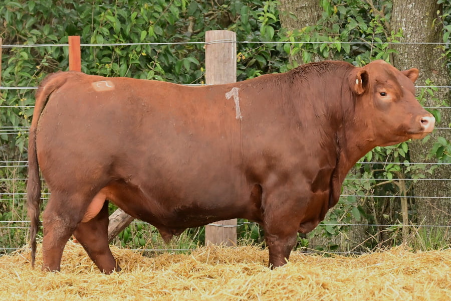Lote TOROS ANGUS PC