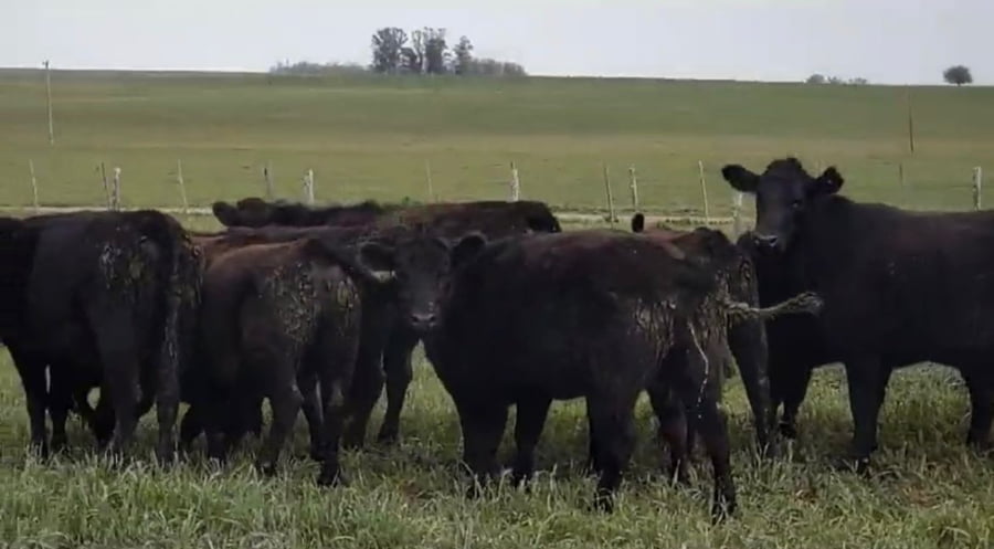 Lote Estancia Ombues