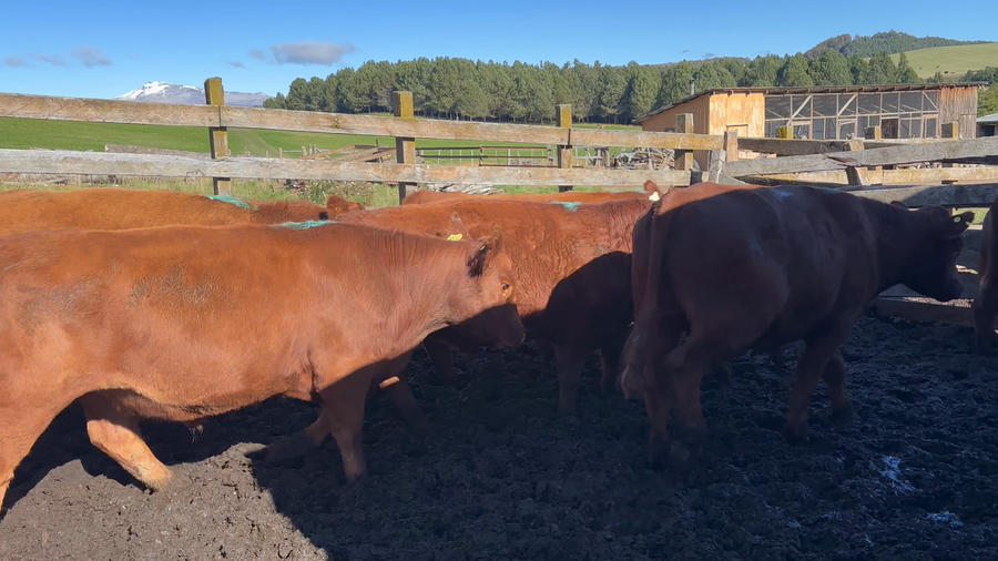 Lote 50 Novillo Engorda en Coyhaique, XI Región Aysén