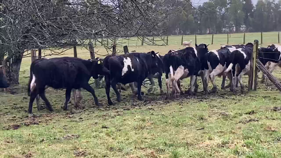 Lote 60 Novillo Engorda en Osorno, X Región Los Lagos