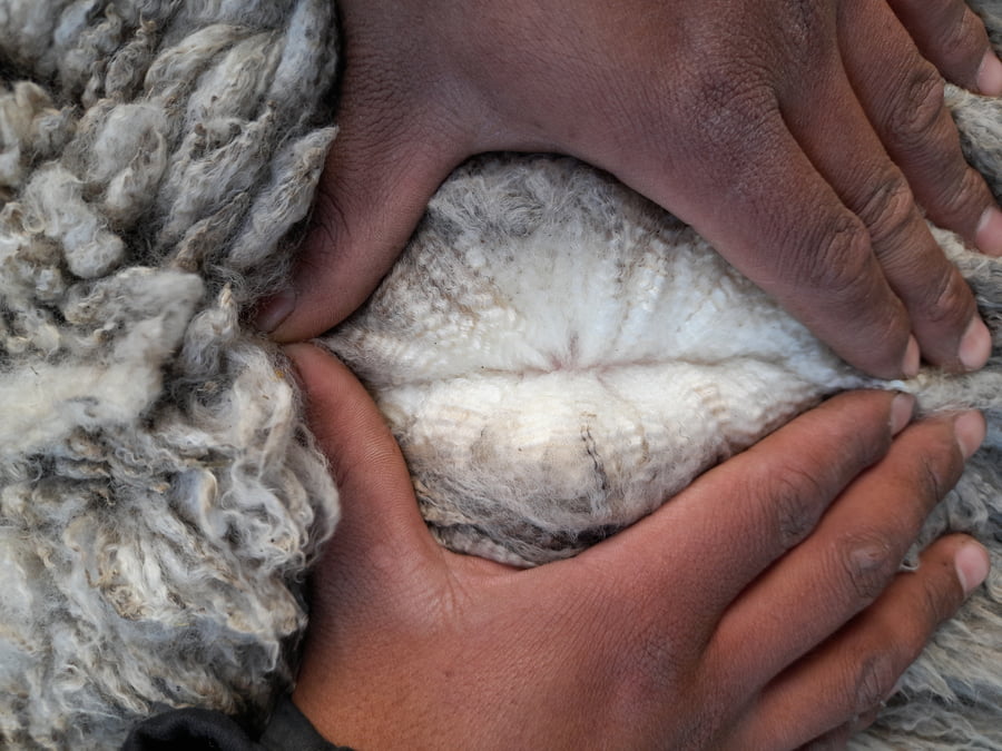 Lote Carnero TOP, 21-1324