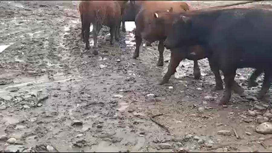 Lote 45 Novillo Gordo en San Clemente, VII  Región Maule