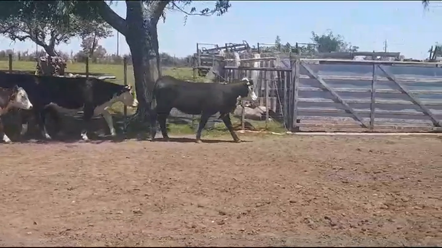 Lote (Vendido)4 Vaquillonas 1 a 2 años HEREFORD a remate en #39 Pantalla Carmelo 350kg -  en PALO SOLO