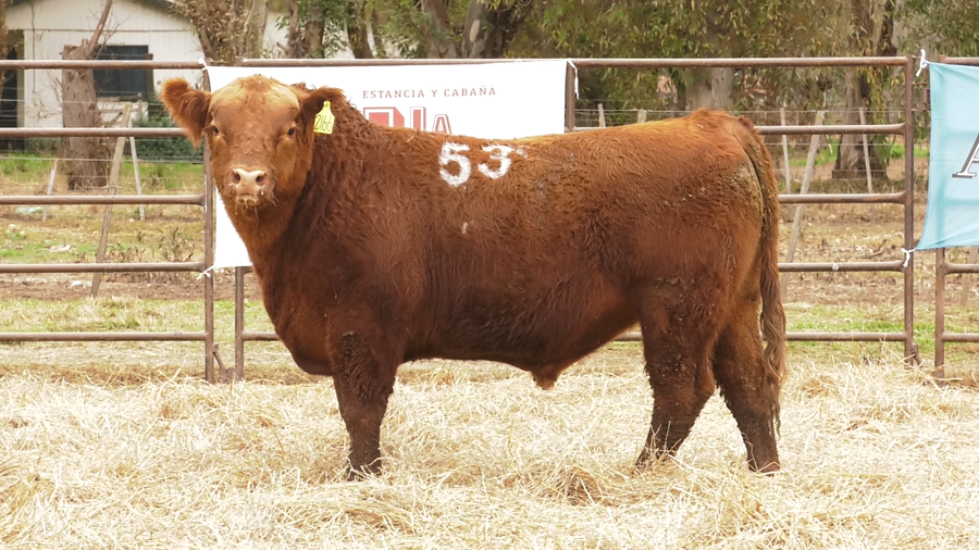 Lote TOROS ANGUS COLORADOS  PC