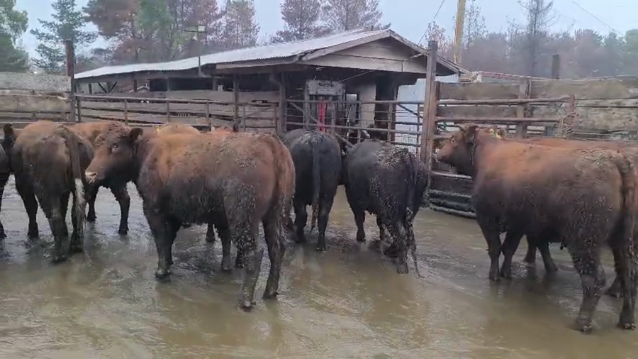 Lote 20 Vaquilla Gorda en Los Ángeles, VIII Región Biobío