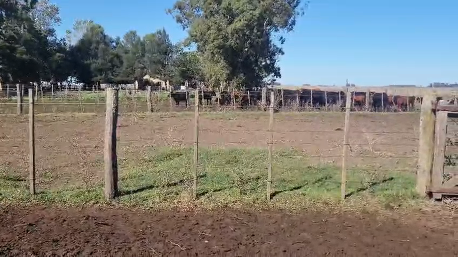 Lote 57 Terneras en Ayacucho