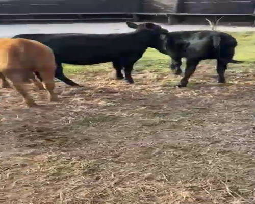 Lote 20 Terneras en Pehuajó, Buenos Aires