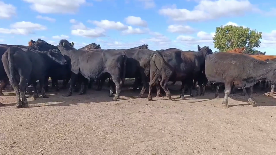 Lote 39 Vacas CUT preñadas