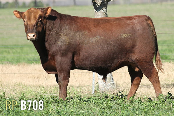 Lote 3 TOROS PUROS DE PEDIGREE