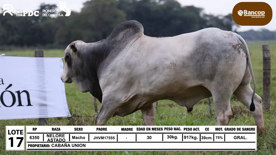 Lote Lote 17