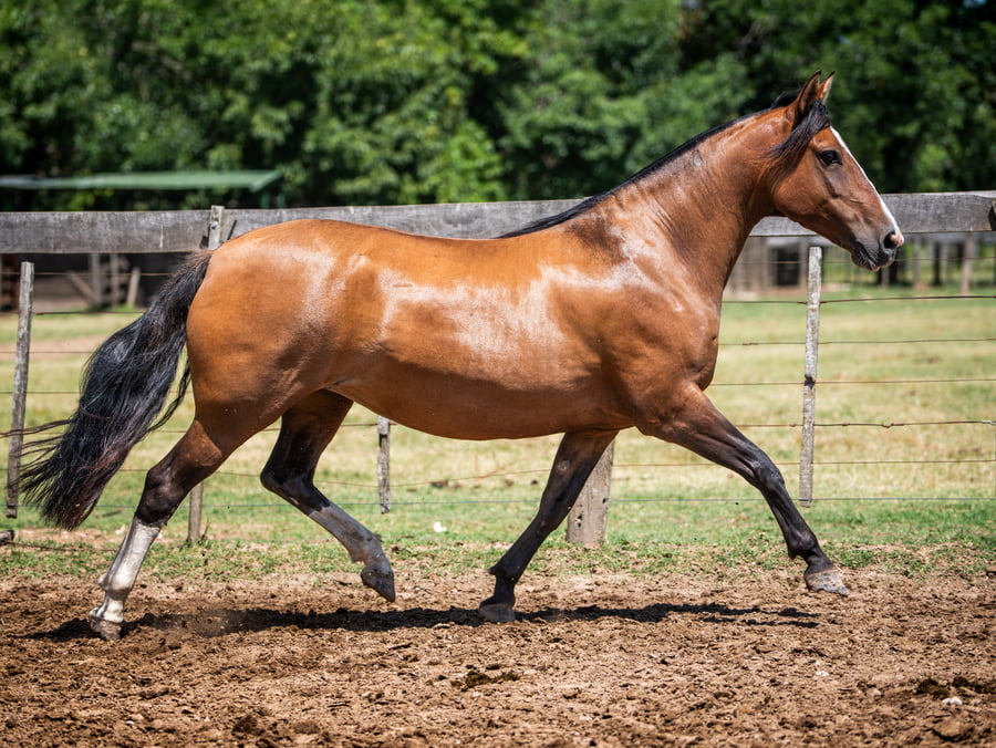 Lote REPUBLICANA BIEN CUYANA