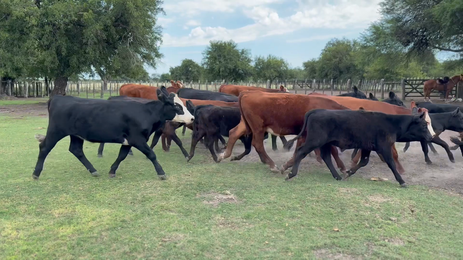Lote 74 Terneros/as en Entre Ríos, Mojones S.