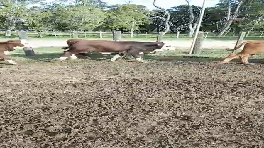Lote 80 Terneros/as