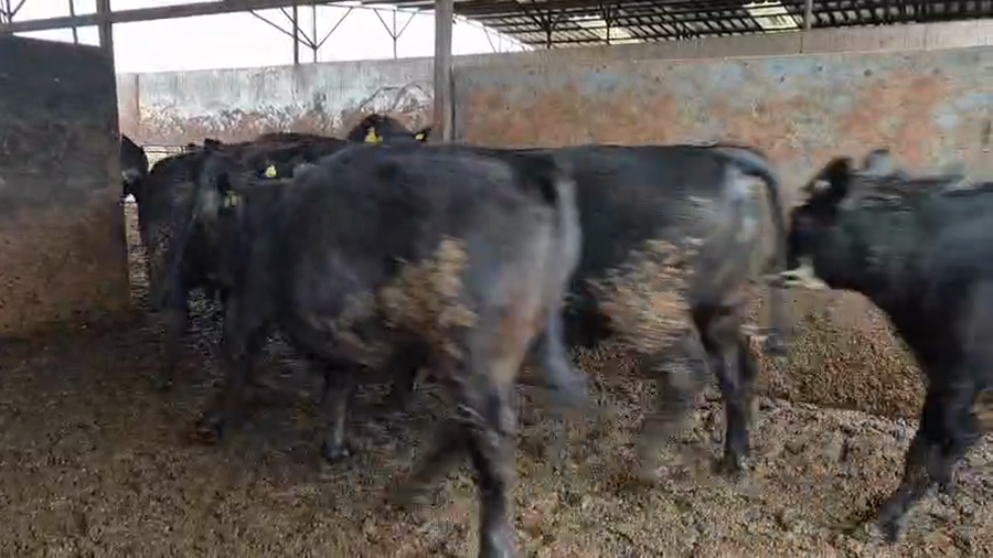 Lote 20 Novillo Gordo en Linares, VII  Región Maule