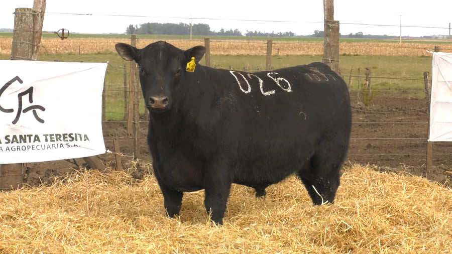 Lote Toros PC Negros