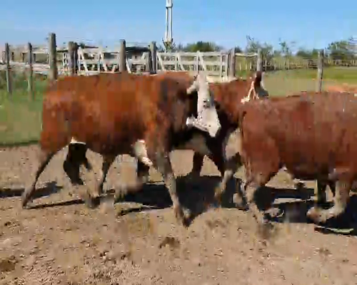 Lote 100 Novillos en Mercedes, Corrientes