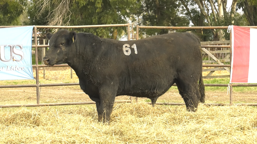 Lote TOROS ANGUS NEGROS  PC