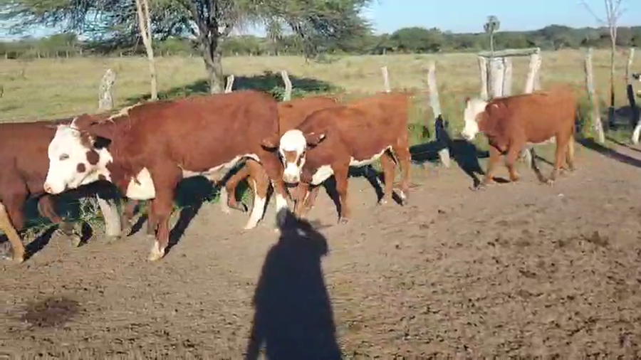 Lote 57 Terneros/as