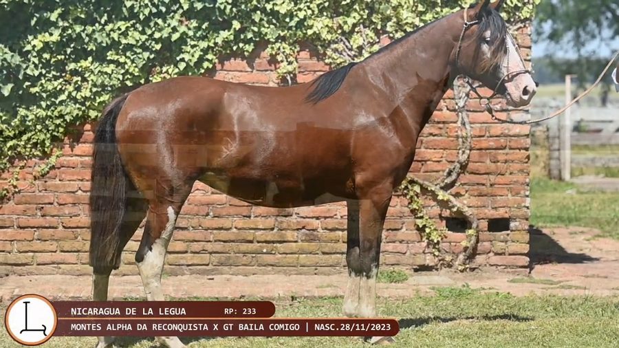 Lote Nicaragua de la Legua