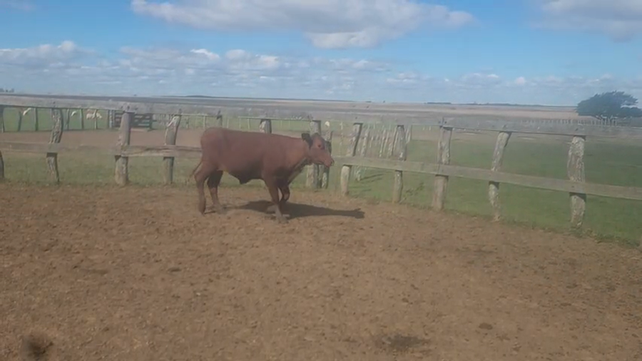 Lote 82 Vaquillonas