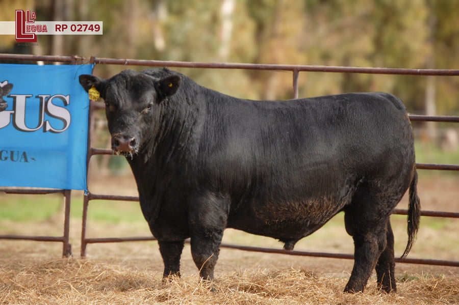 Lote TOROS ANGUS  PP