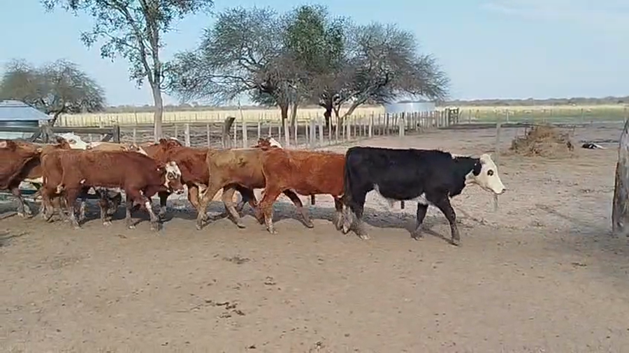 Lote 75 Novillitos y vaquillonas