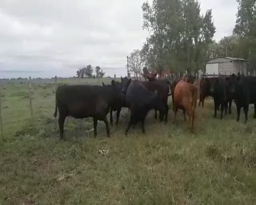 Lote 11 Vacas CUT preñadas en arboledas, Buenos Aires