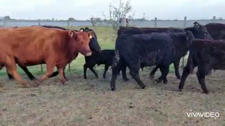 Lote 23 Vacas medio uso C/ cria en Gral. Madariaga, Buenos Aires