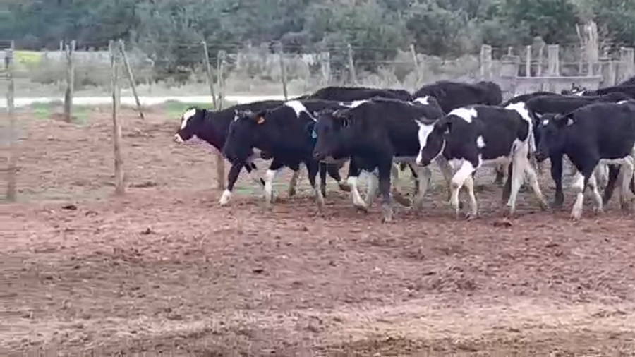 Lote NOVILLOS HOLANDO