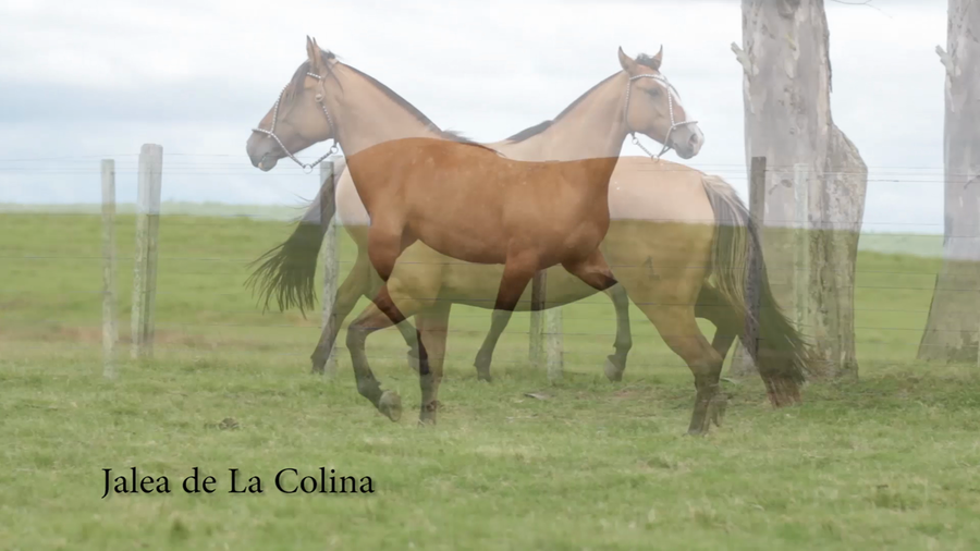 Lote JALEA DE LA COLINA R.P 198