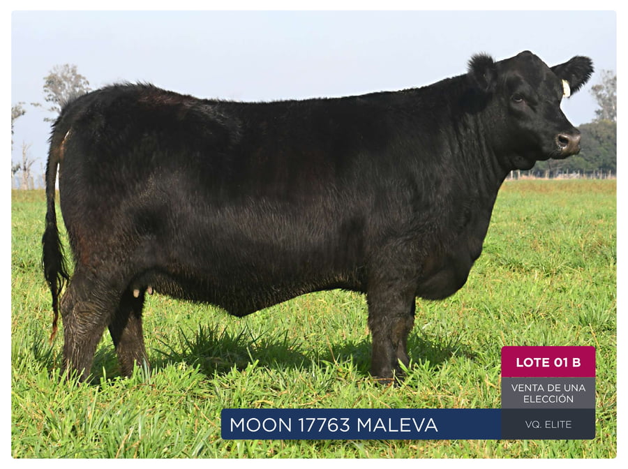 Lote RP 17744 y 17763 - VAQUILLONAS PP ELITE VENTA DE UNA ELECCION