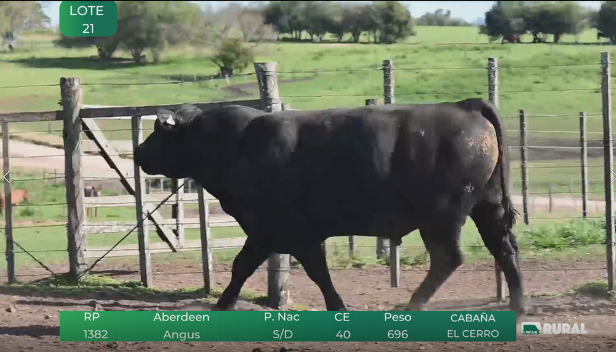 Lote Toros RP 1382-6661