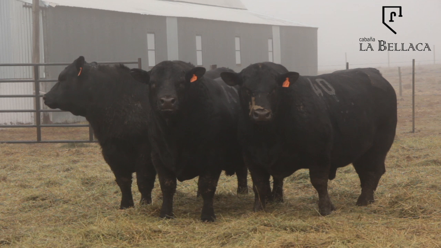 Lote TOROS PUROS CONTROLADOS
