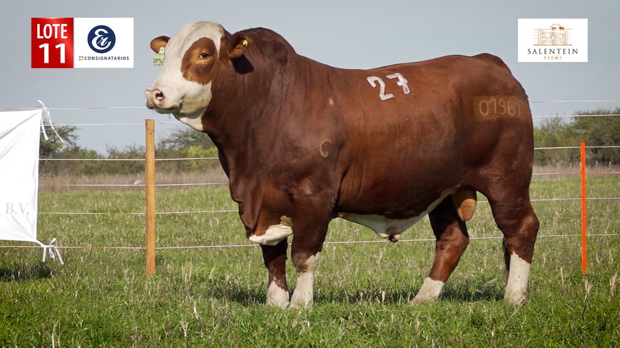 Lote LOTE 11 - TORO BRAFORD NO. 27