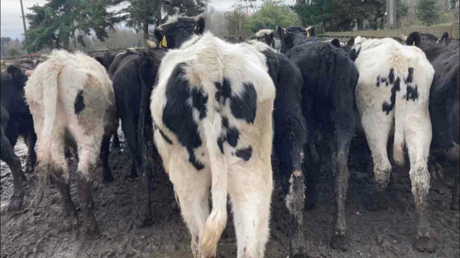 Lote 60 Novillo Engorda en Purranque, X Región Los Lagos